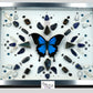  shadow box art, Blue Mountain Swallowtail butterfly, Calligaris genuine leather, crystals, Swarovski crystals, gemstones, gems, sacred geometry, healing art, crystal art, crystal grid, energy healing, crystal healing, crystal energy, crystal grid, healing, healing energy, healing art, sacred geometry, handmade, luxury art, Blue Apatite, Blue Tiger Eye, Hematite, Howlite, Labradorite, Lapis Lazuli, Sodalite, Clear Quartz, Black Tourmaline